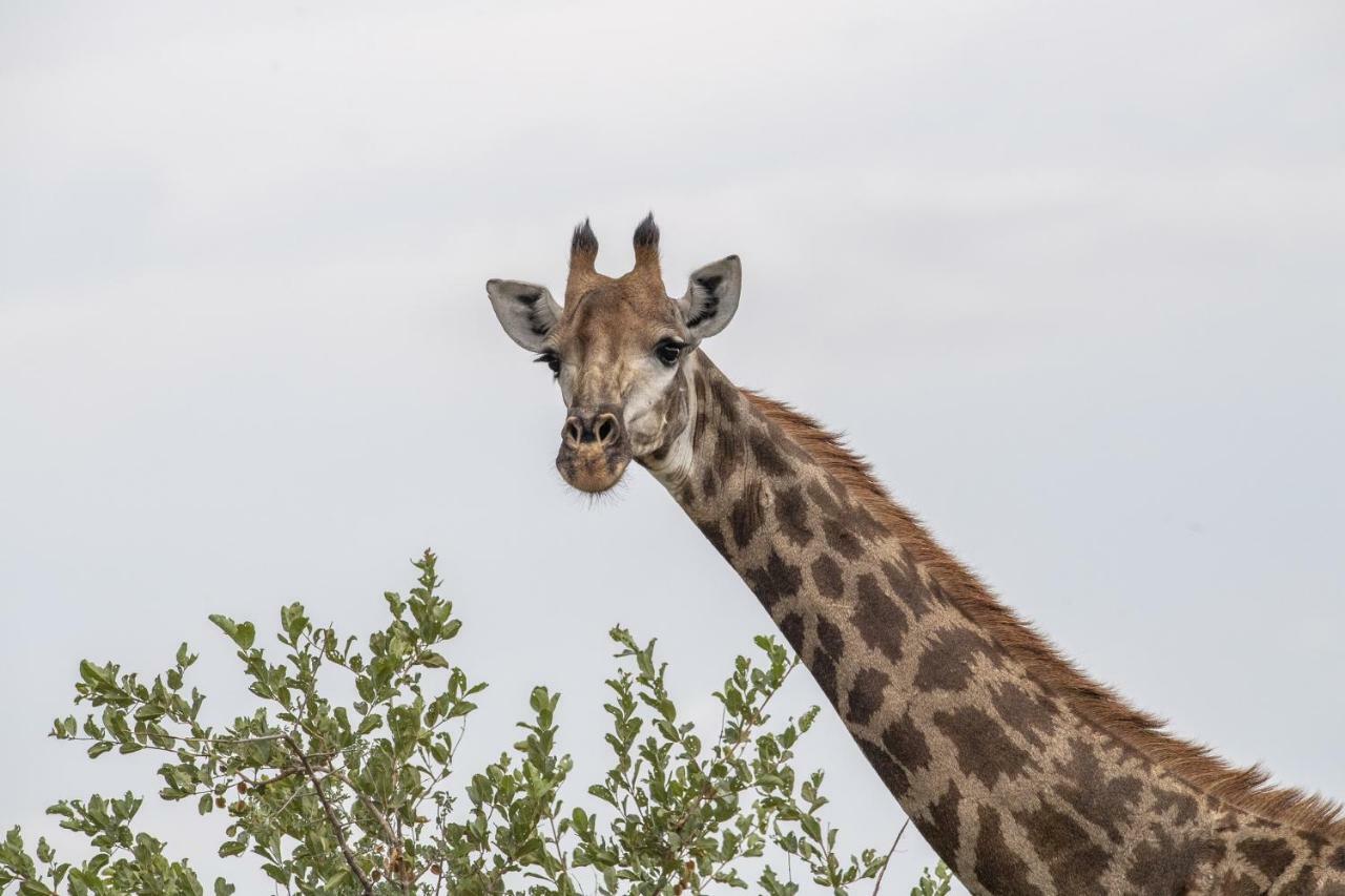 Simbavati Hilltop Lodge Timbavati Game Reserve Eksteriør bilde