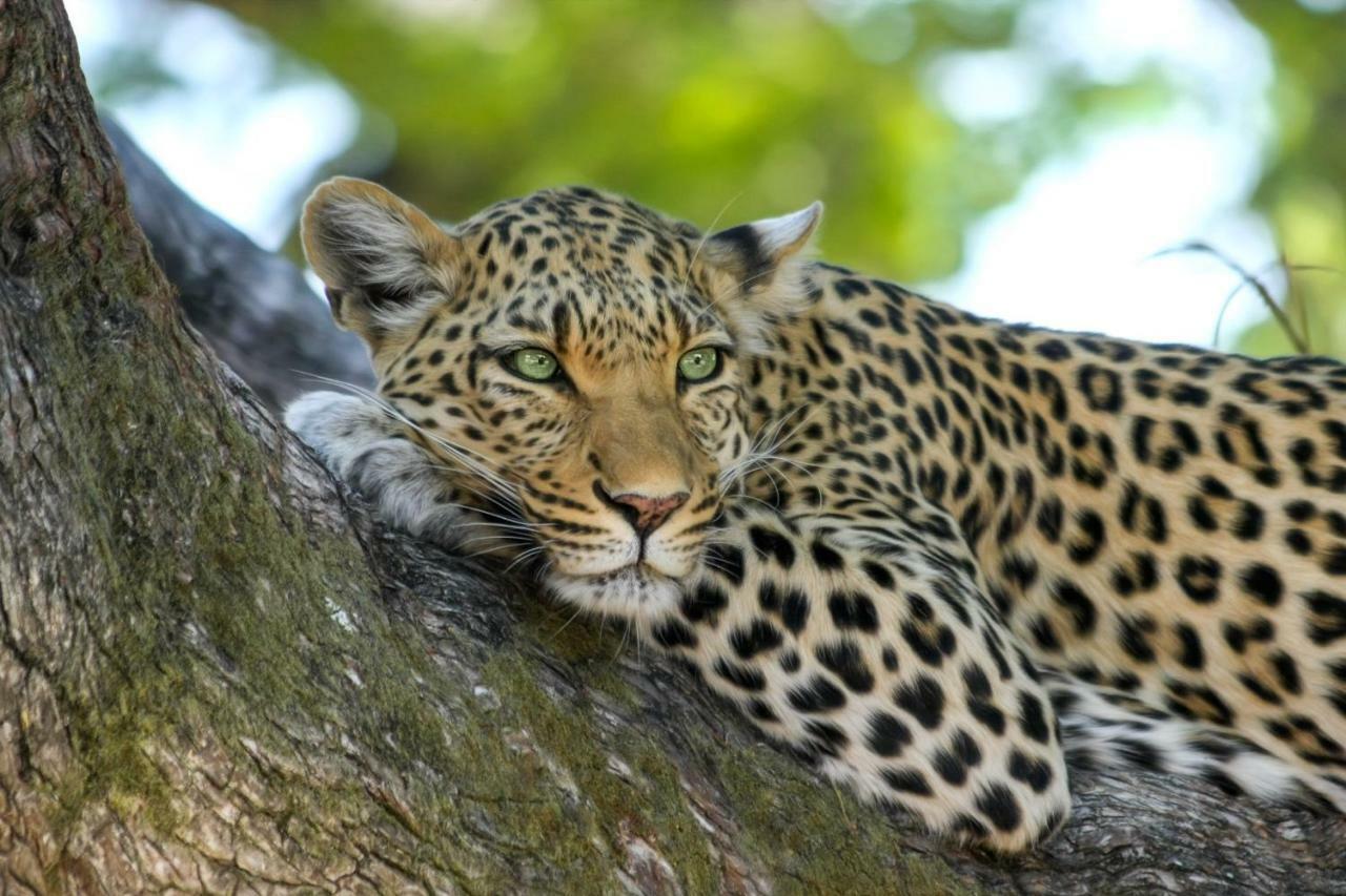 Simbavati Hilltop Lodge Timbavati Game Reserve Eksteriør bilde