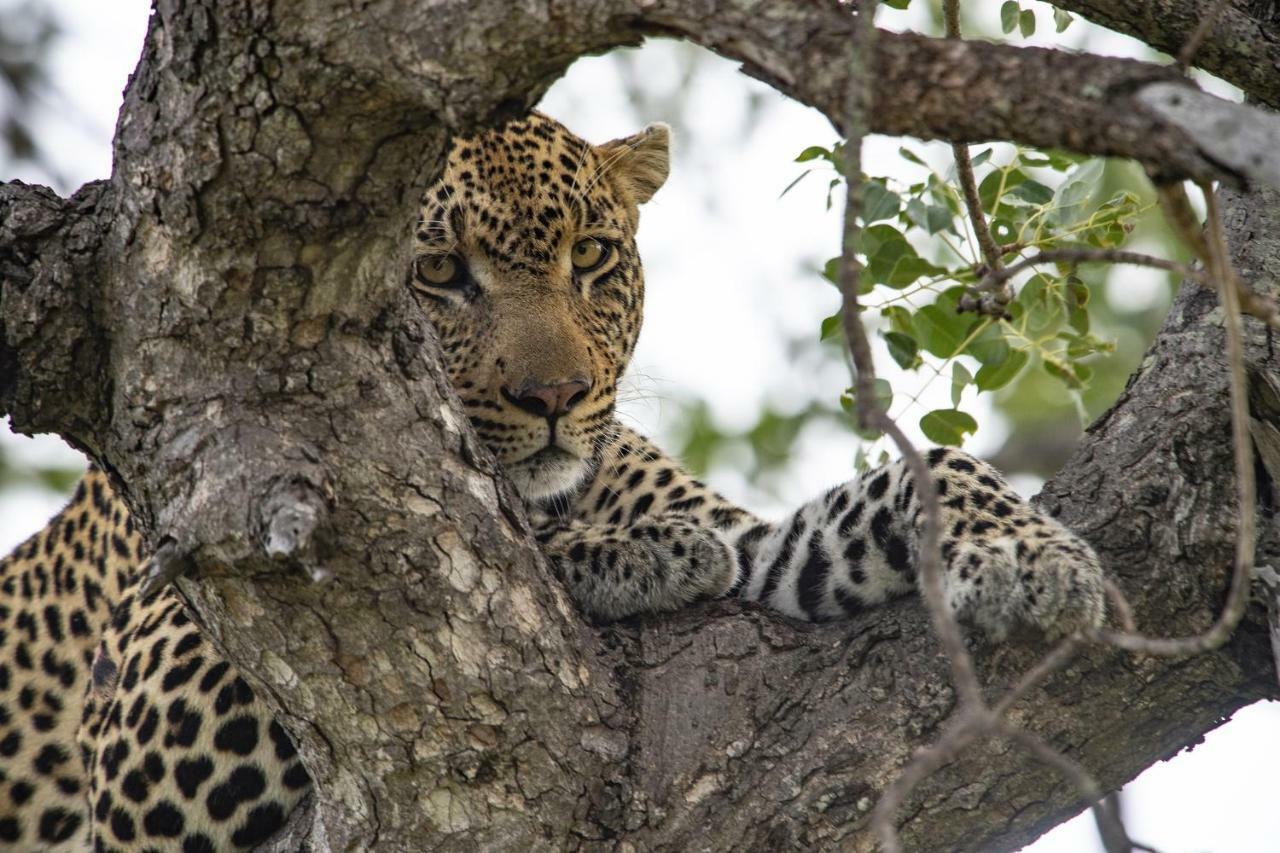 Simbavati Hilltop Lodge Timbavati Game Reserve Eksteriør bilde